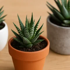 Suculenta Haworthia
