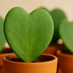 Suculenta Hoya kerrii