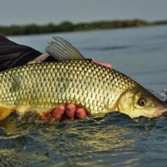 Foto: Semad/Reprodução