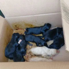 Nove filhotes de cachorro são abandonados em caixa de papelão no Barracão, em Bento Gonçalves