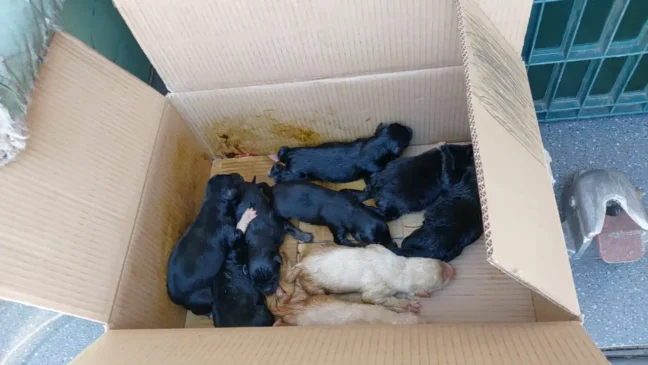 Nove filhotes de cachorro são abandonados em caixa de papelão no Barracão, em Bento Gonçalves