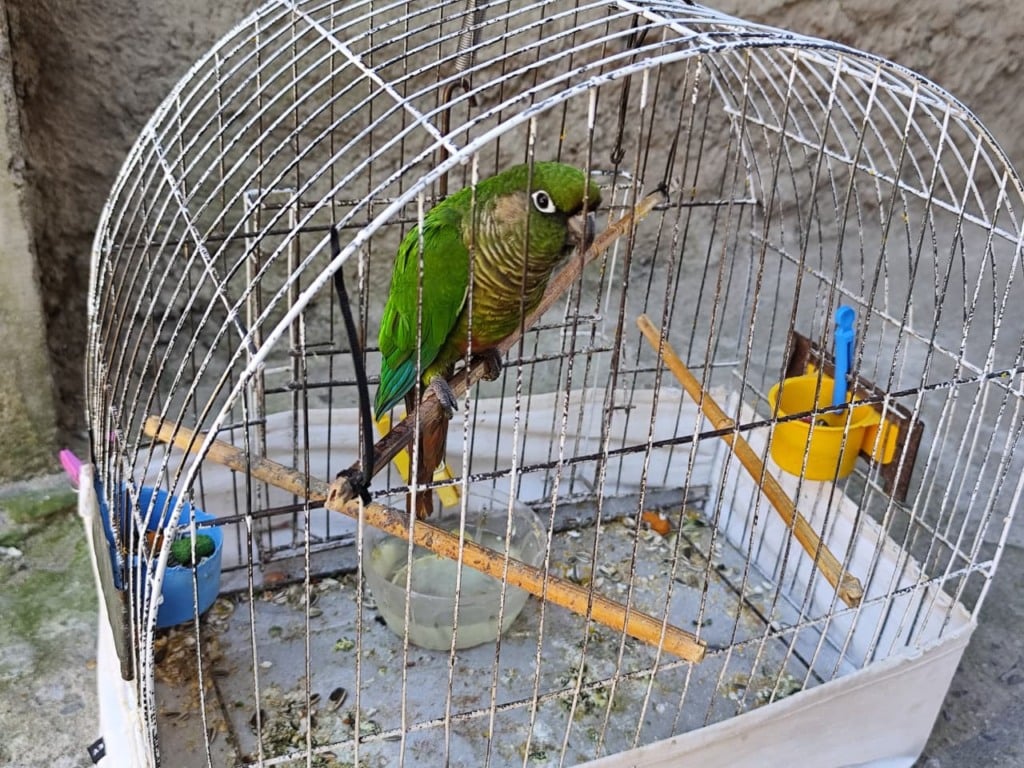 Fotos: Patram Caxias do Sul/Divulgação