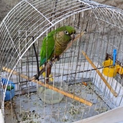 Fotos: Patram Caxias do Sul/Divulgação