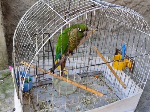 Fotos: Patram Caxias do Sul/Divulgação