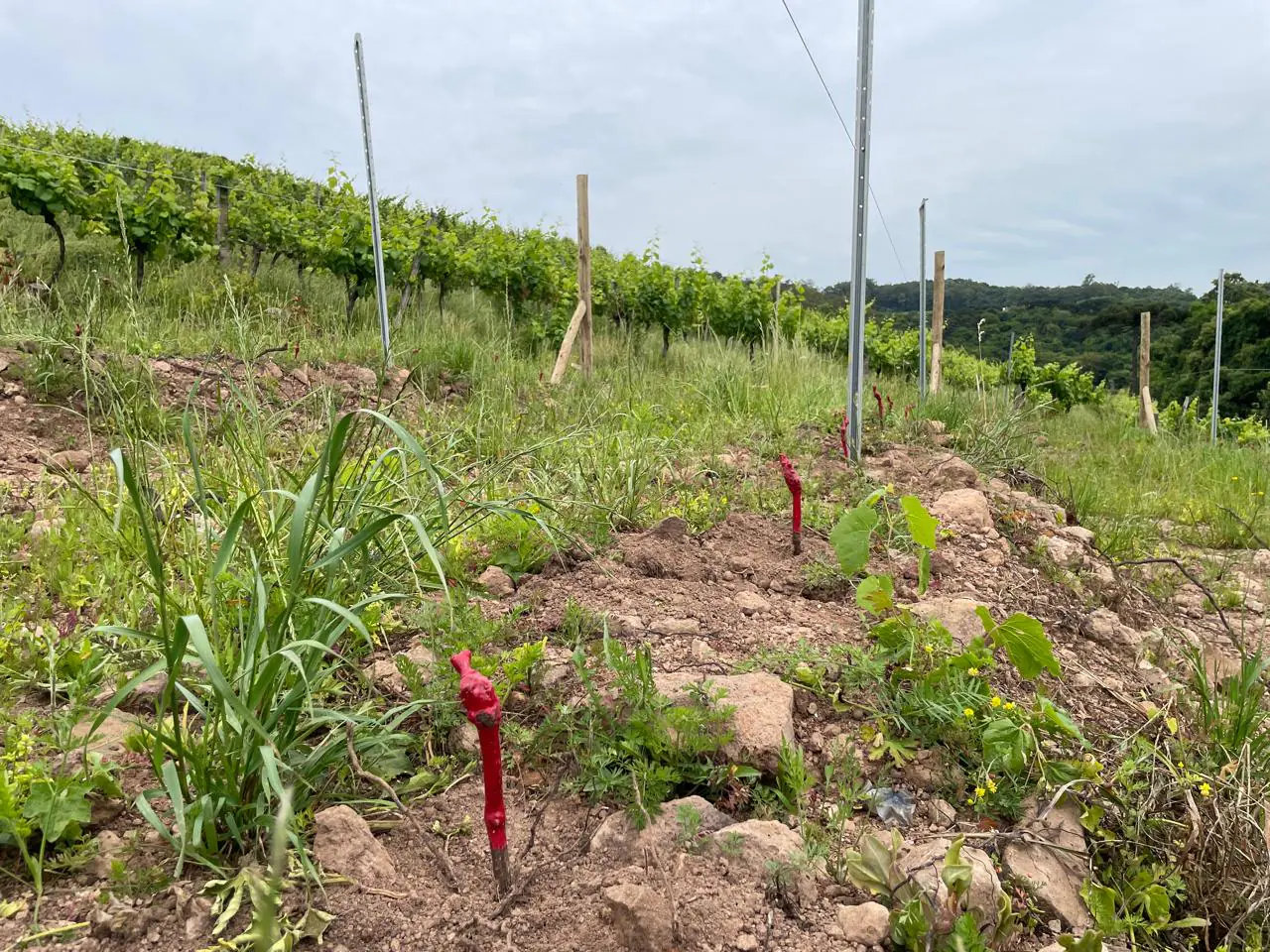 Projeto beneficia 45 agricultores com modernização do cultivo de uva em Bento Gonçalves