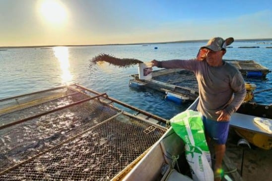 (Felipe Pacheco/Divulgação)