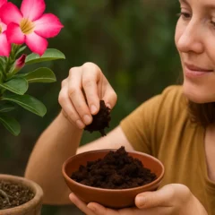 borra de café na sua rosa-do-deserto