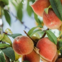 Pêssegos maduros em um galho, com folhas verdes, em um pomar ensolarado.