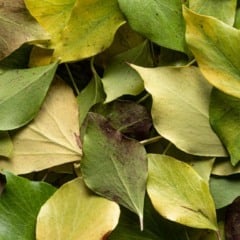 Primer plano de folhas verdes e amareladas sobrepostas, com variações de tons.