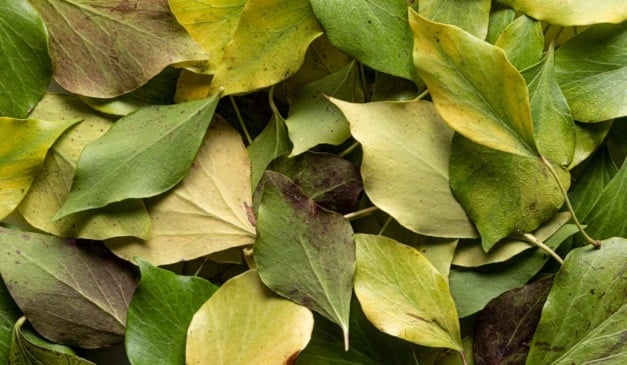Primer plano de folhas verdes e amareladas sobrepostas, com variações de tons.
