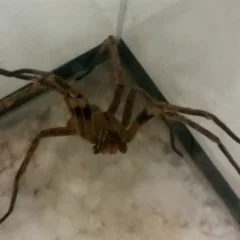 No munic&iacute;pio, os animais pe&ccedil;onhentos mais comuns seguem sendo as aranhas.