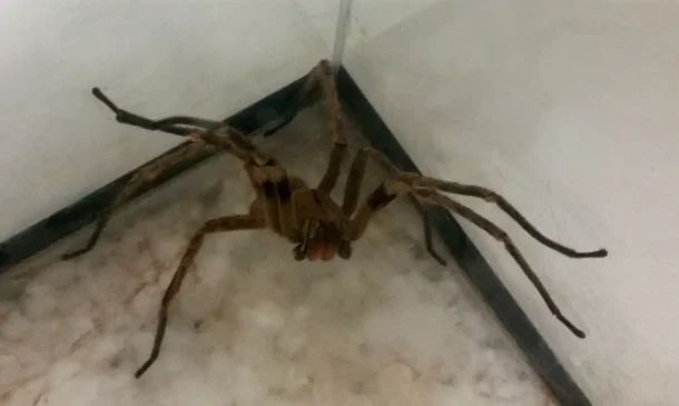 No município, os animais peçonhentos mais comuns seguem sendo as aranhas.