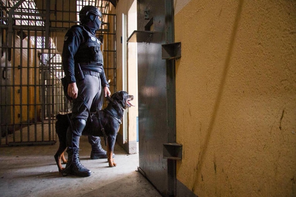 Cães de trabalho reforçam a segurança nas penitenciárias do RS; K9 participaram de 93 operações em 2025