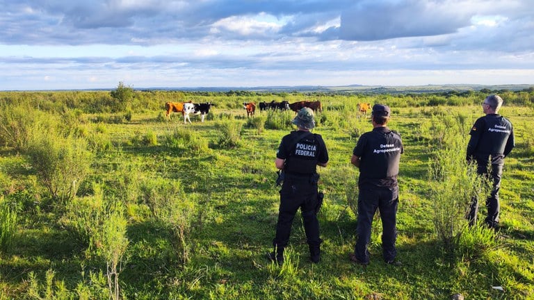 Operação contra contrabando de gado tem foco em Veranópolis, na Serra Gaúcha