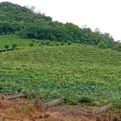 Parreiral da fam&iacute;lia Cavalleri, Vale dos Vinhedos.
