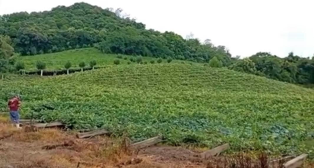 Parreiral da família Cavalleri, Vale dos Vinhedos. Parreiral da família Cavalleri, Vale dos Vinhedos.