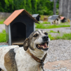 Foto: Prefeitura de Caxias do Sul