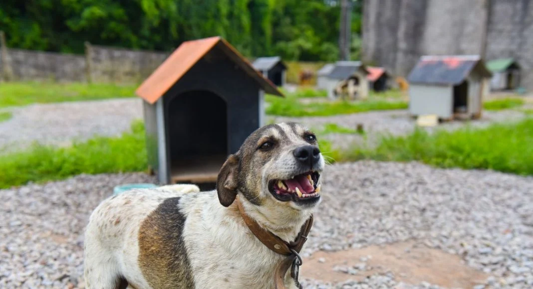 Reformulação no Código Municipal de Proteção aos Animais é aprovada em Caxias do Sul