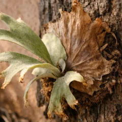 Ambiente seco demais prejudica a samambaia chifre-de-veado