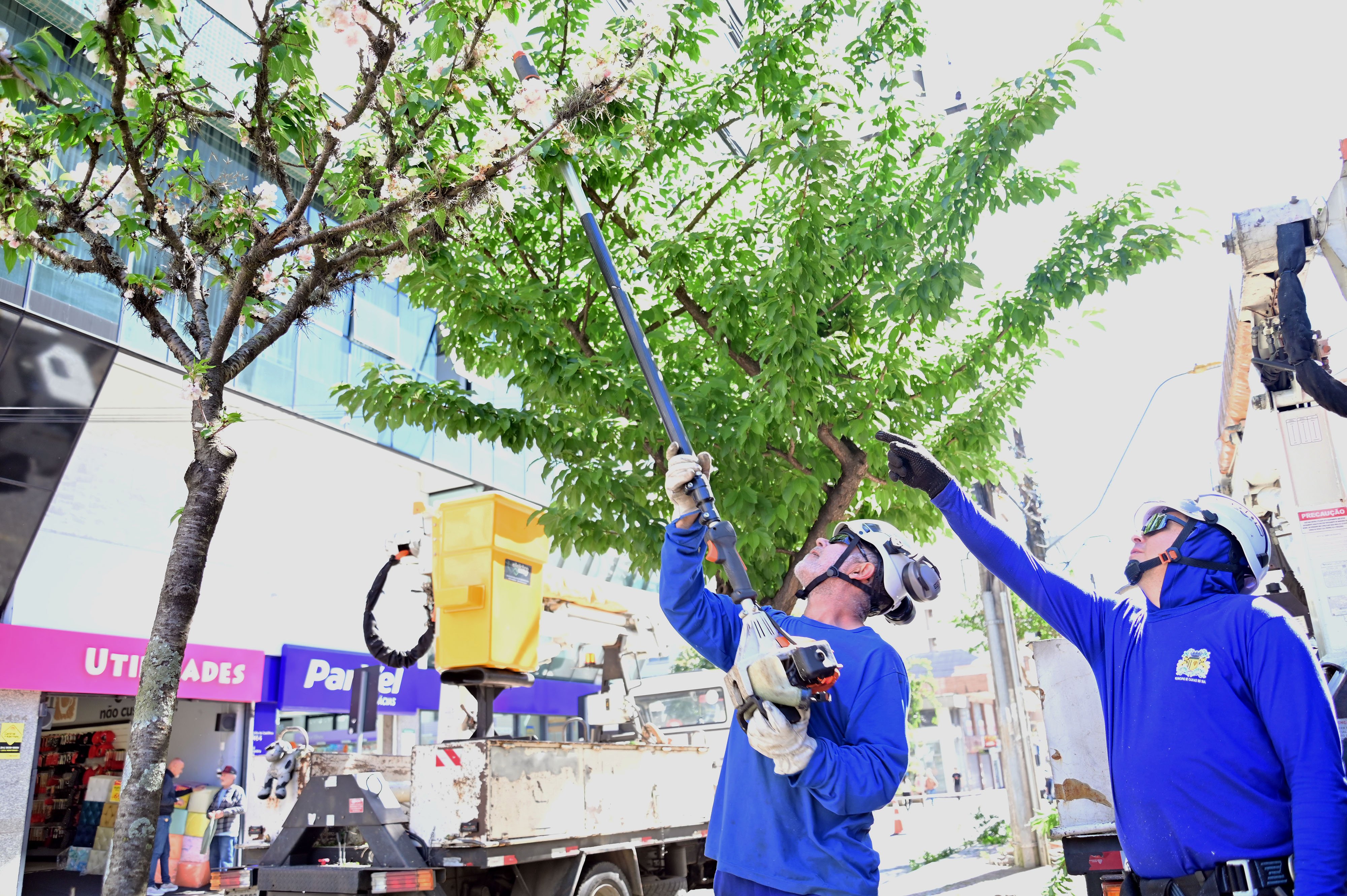 Prefeitura de Caxias do Sul suspende cortes de árvores por tempo indeterminado