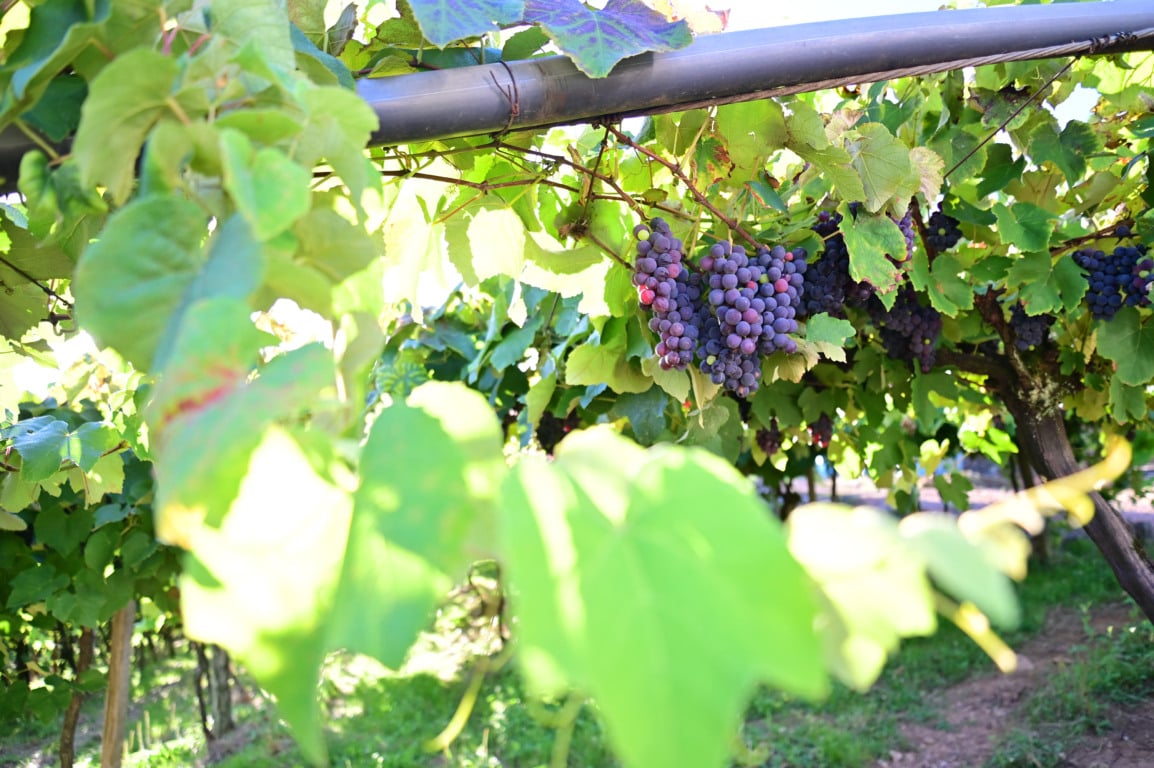 Foto: Ícaro de Campos Foto: Ícaro de Campos