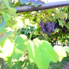  Foto: &Iacute;caro de Campos