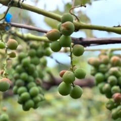 Foto: Andréia Copini/Divulgação