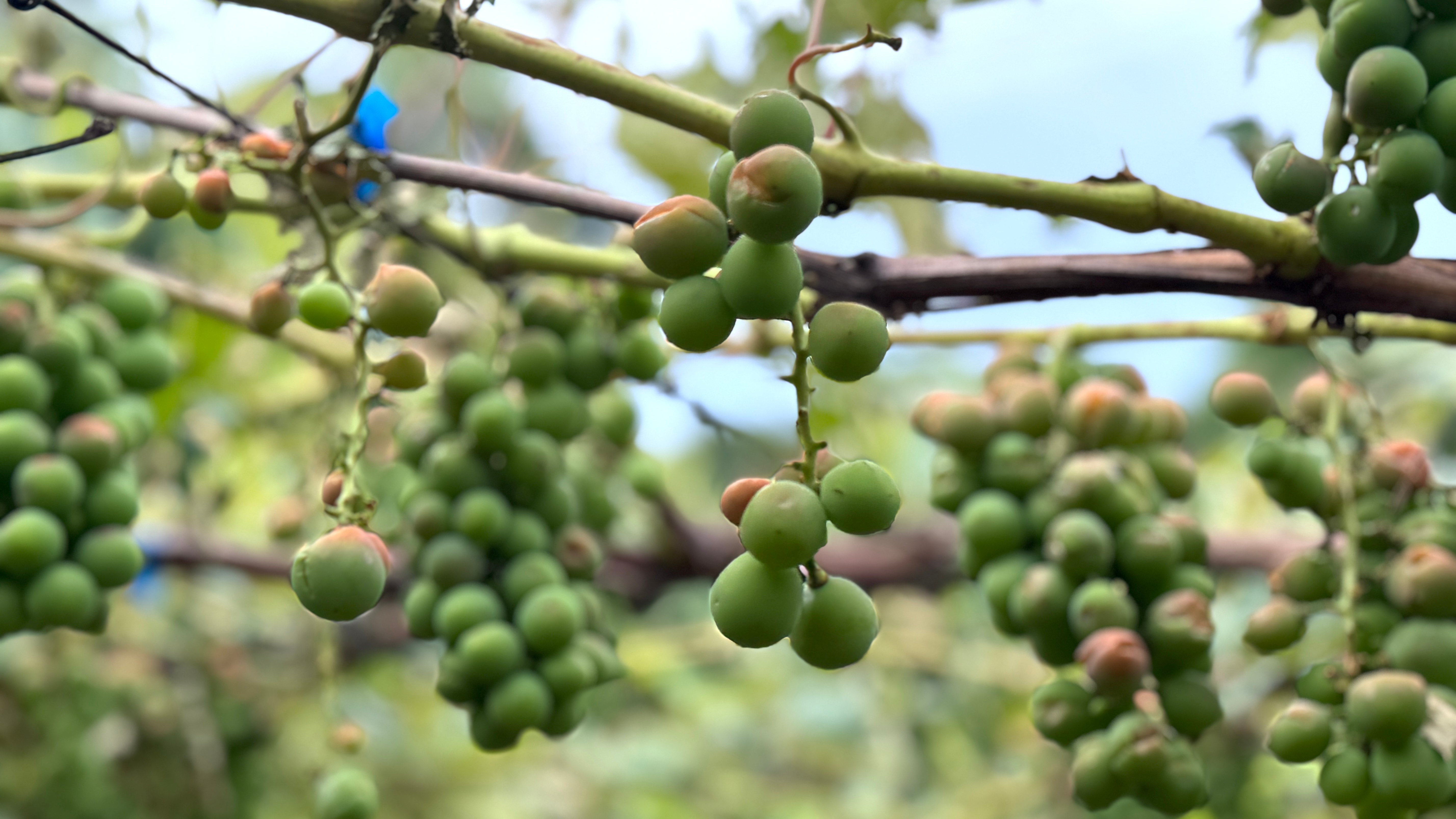 Caxias do Sul declara situação de emergência em áreas atingidas por tempestade de granizo