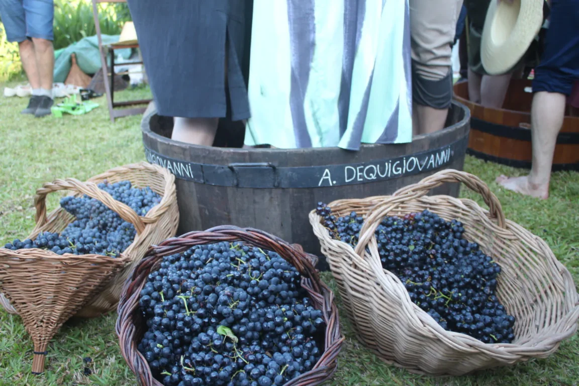 Bento Gonçalves anuncia data de abertura da Vindima 2026 Bento Gonçalves anuncia data de abertura da Vindima 2026