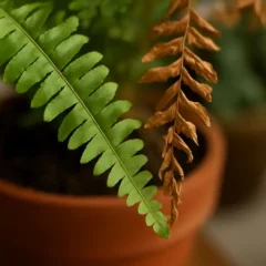 Samambaia o detalhe na rega que explica por que suas folhas secam