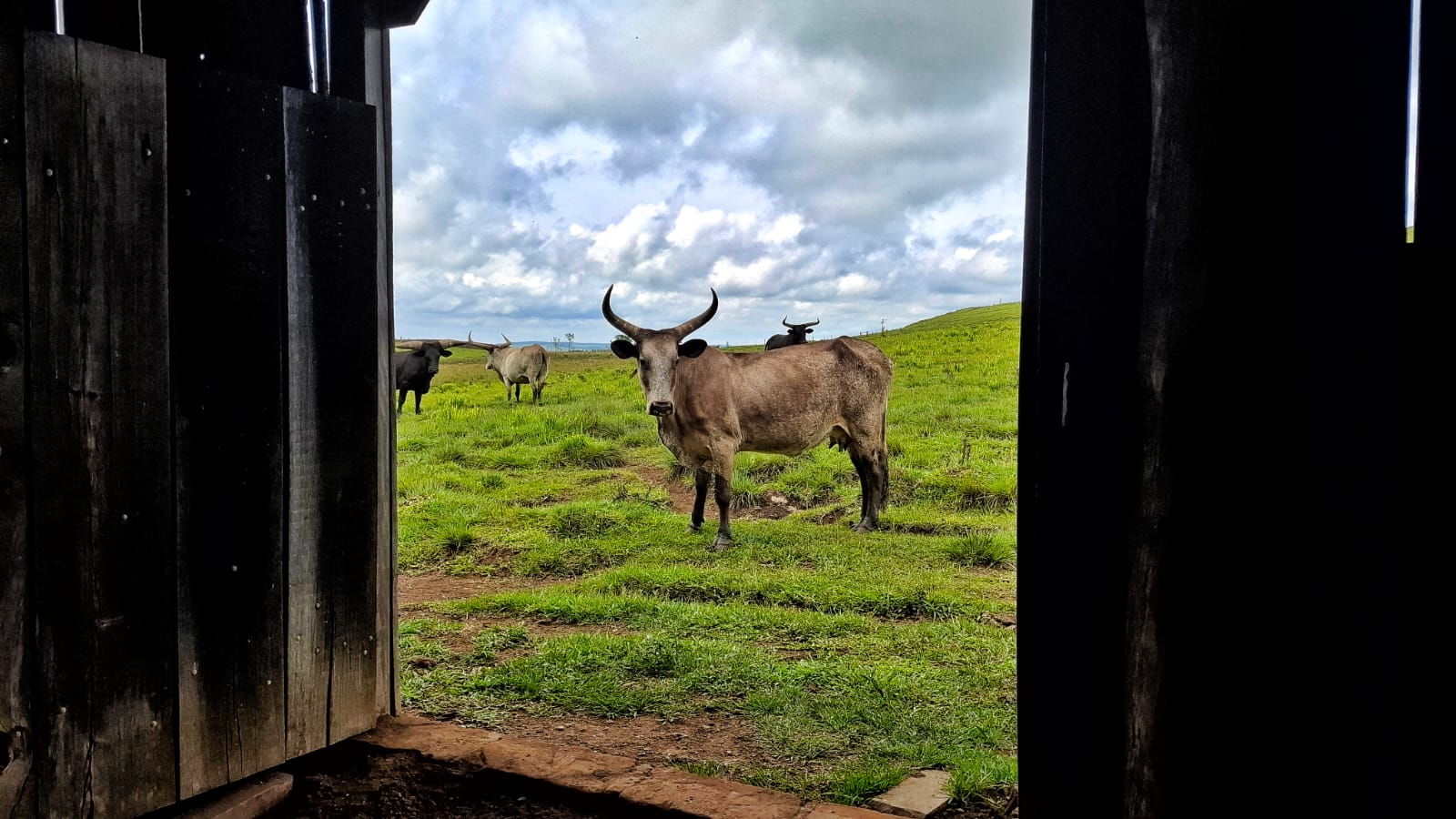 Gado franqueiro resiste nos Campos de Cima da Serra, mas segue ameaçado de extinção