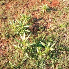 (Seapi/Divulgação)