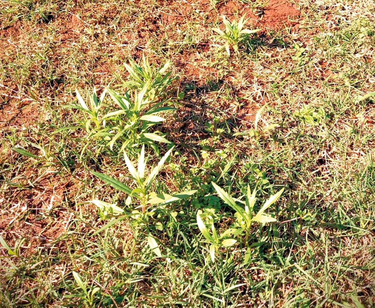 (Seapi/Divulgação) (Seapi/Divulgação)