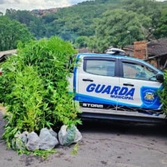Fotos: Guarda Municipal/Divulga&ccedil;&atilde;o