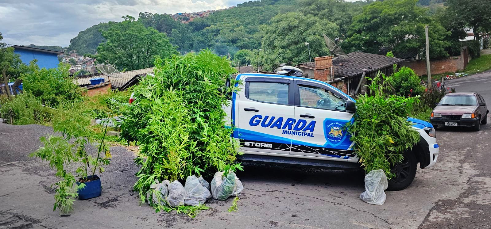 Guarda Municipal apreende 35 pés de maconha no bairro Reolon, Caxias do Sul