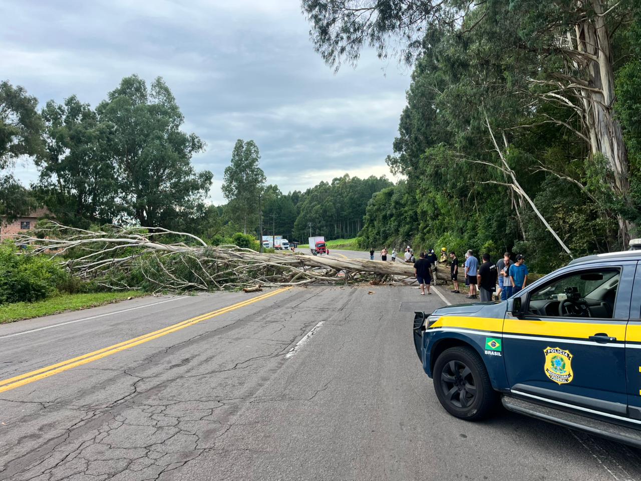 Árvore caída bloqueia totalmente BR-116 entre Caxias do Sul e São Marcos