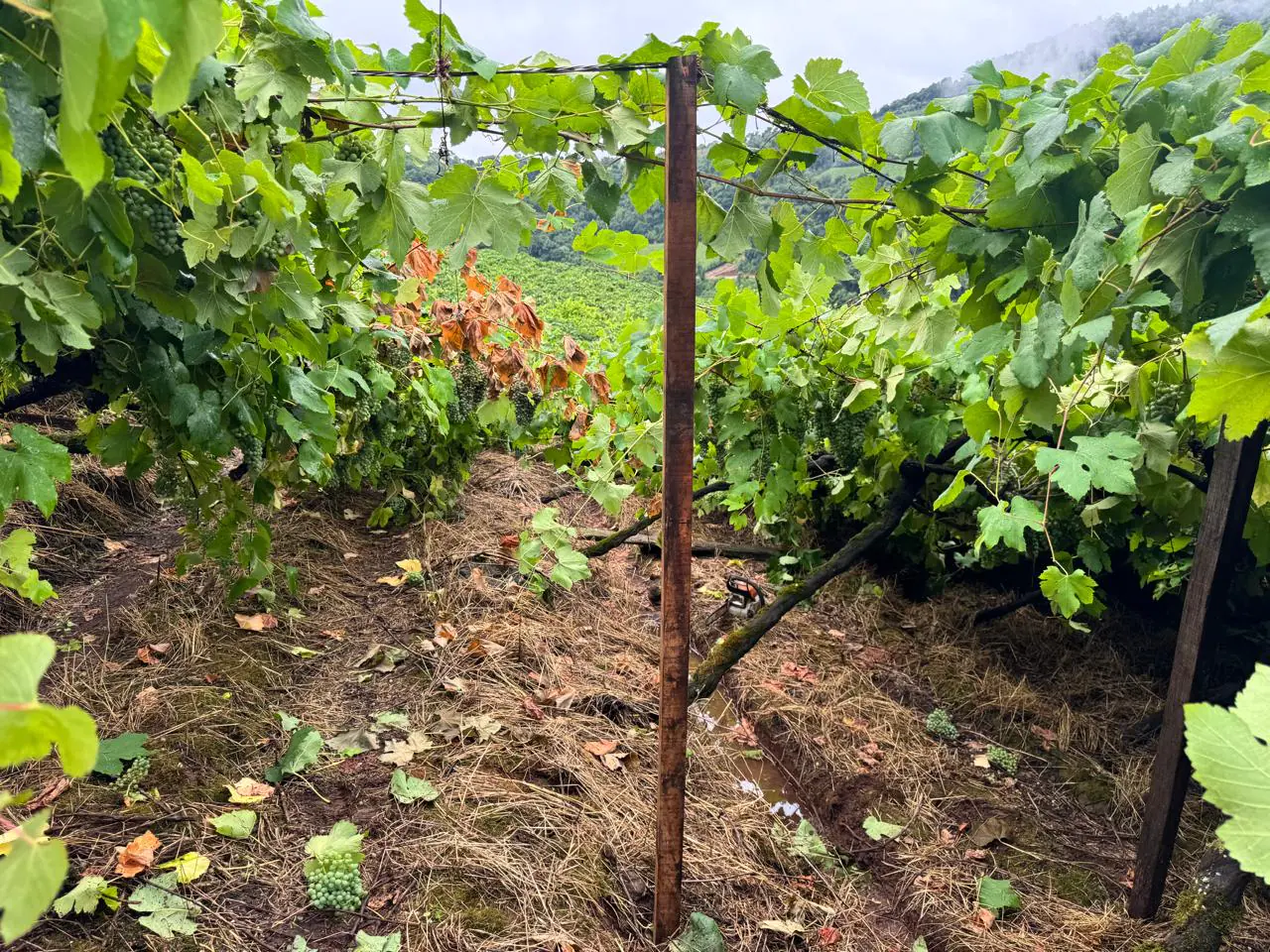 Chuva danifica cerca de 20 hectares de parreirais no interior de Bento Gonçalves