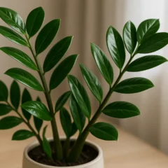 Zamioculca sem esforço o método simples que mantém a planta verde e brilhante