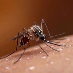 Foto: Divulga&ccedil;&atilde;o