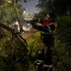 Temporal provocou quedas de árvores