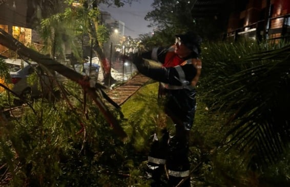 Temporal provocou quedas de árvores