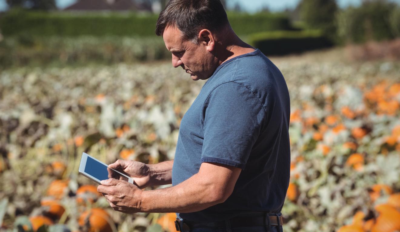 Agricultor analisa dados em tablet no campo de abóboras. Agricultor analisa dados em tablet no campo de abóboras.