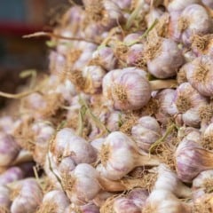 Cachos de alho roxo fresco, close-up. Vegetal em destaque.