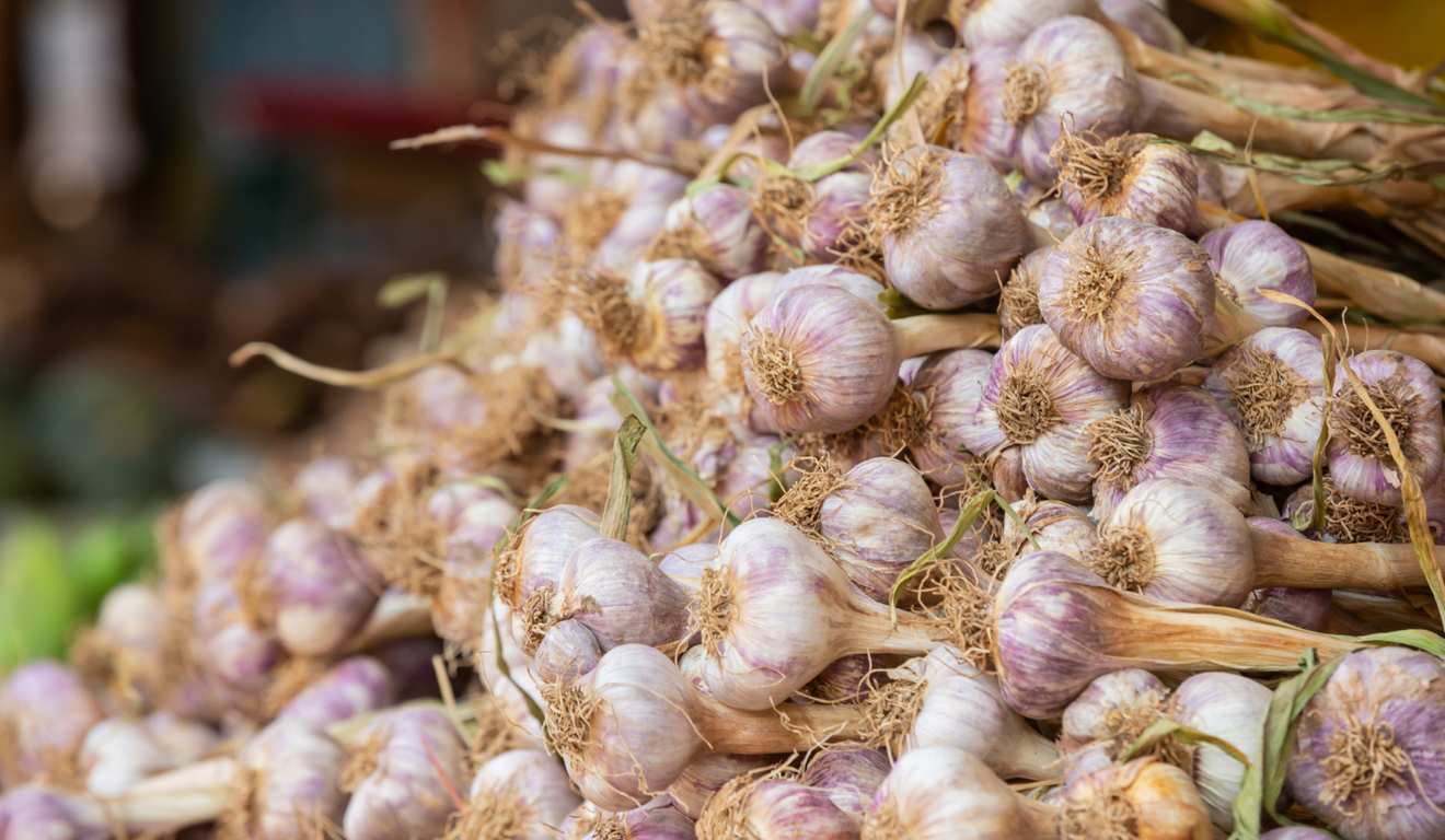 Cachos de alho roxo fresco, close-up. Vegetal em destaque. Cachos de alho roxo fresco, close-up. Vegetal em destaque.