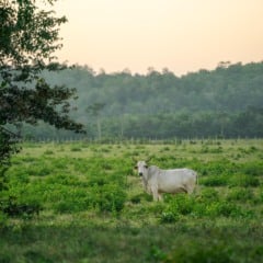 Foto: Pixabay/Ilustração