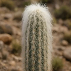 curiosidades botânicas sobre o cacto Velho-dos-Andes