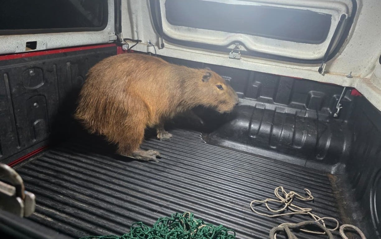 Bombeiros capturam capivara e devolvem animal à natureza em Bento Gonçalves Bombeiros capturam capivara e devolvem animal à natureza em Bento Gonçalves
