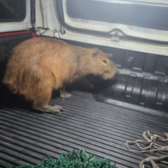 Bombeiros capturam capivara e devolvem animal à natureza em Bento Gonçalves