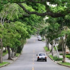 &Oacute;rg&atilde;os ambientais ter&atilde;o prazo para responder a requerimentos de poda ou corte por risco de acidentes