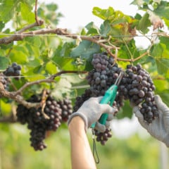 uva de mesa selo produtores